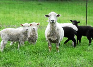 Gratiot County Sheep